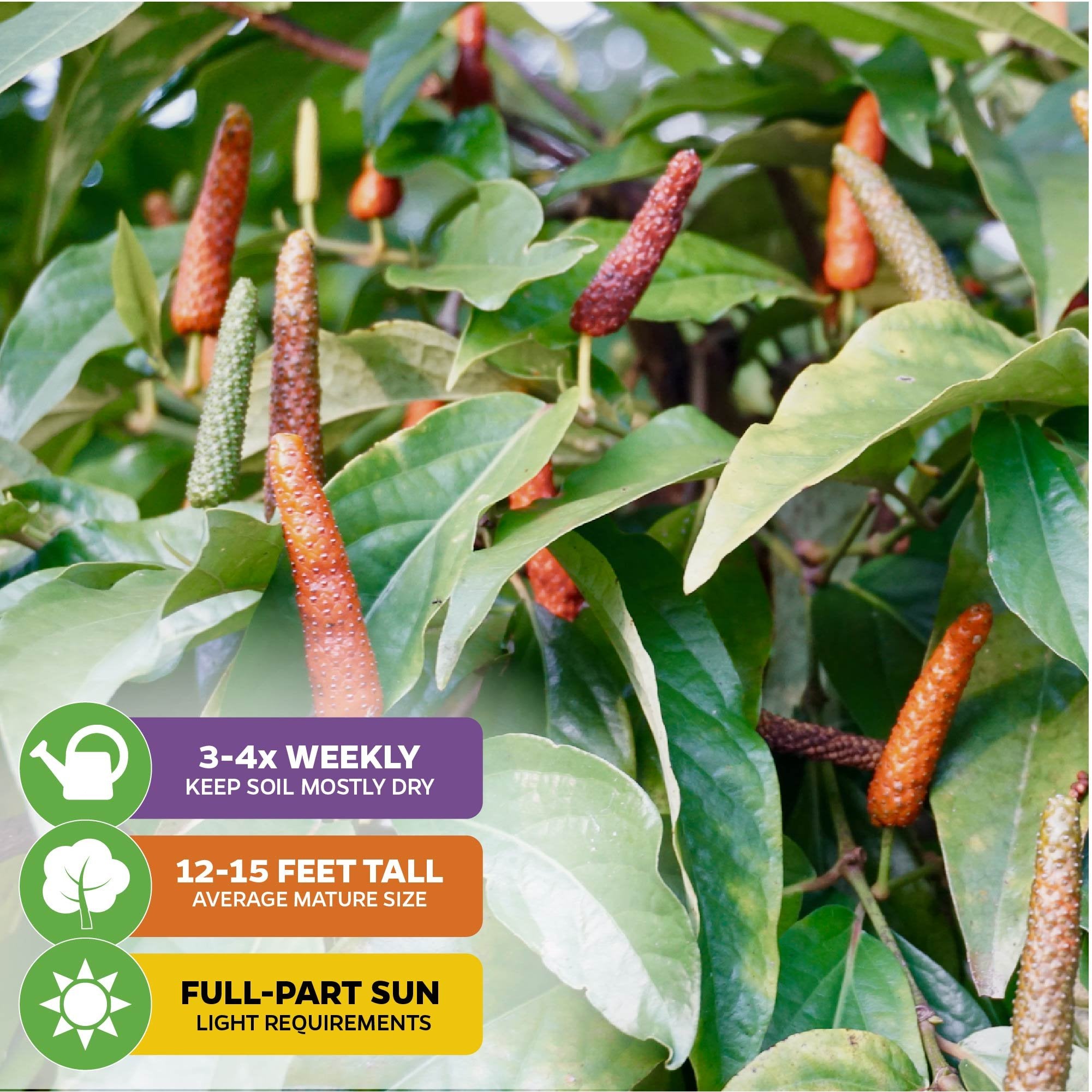Long Pepper - Piper longum from Wellspring Gardens grows slender red-orange fruits on leafy green plants reaching 12–15 ft. Needs water 3–4x weekly and full to partial sun. Valued as a medicinal spice in traditional remedies.
