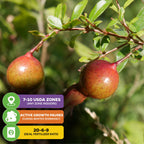 Close-up of two ripening Wellspring Gardens Dwarf Pomegranate (Punica granatum) fruits with green leaves. Info boxes: USDA zones 7-10, winter dormancy, ideal fertilizer 20-6-9. Perfect as a houseplant or for tropical gardens.