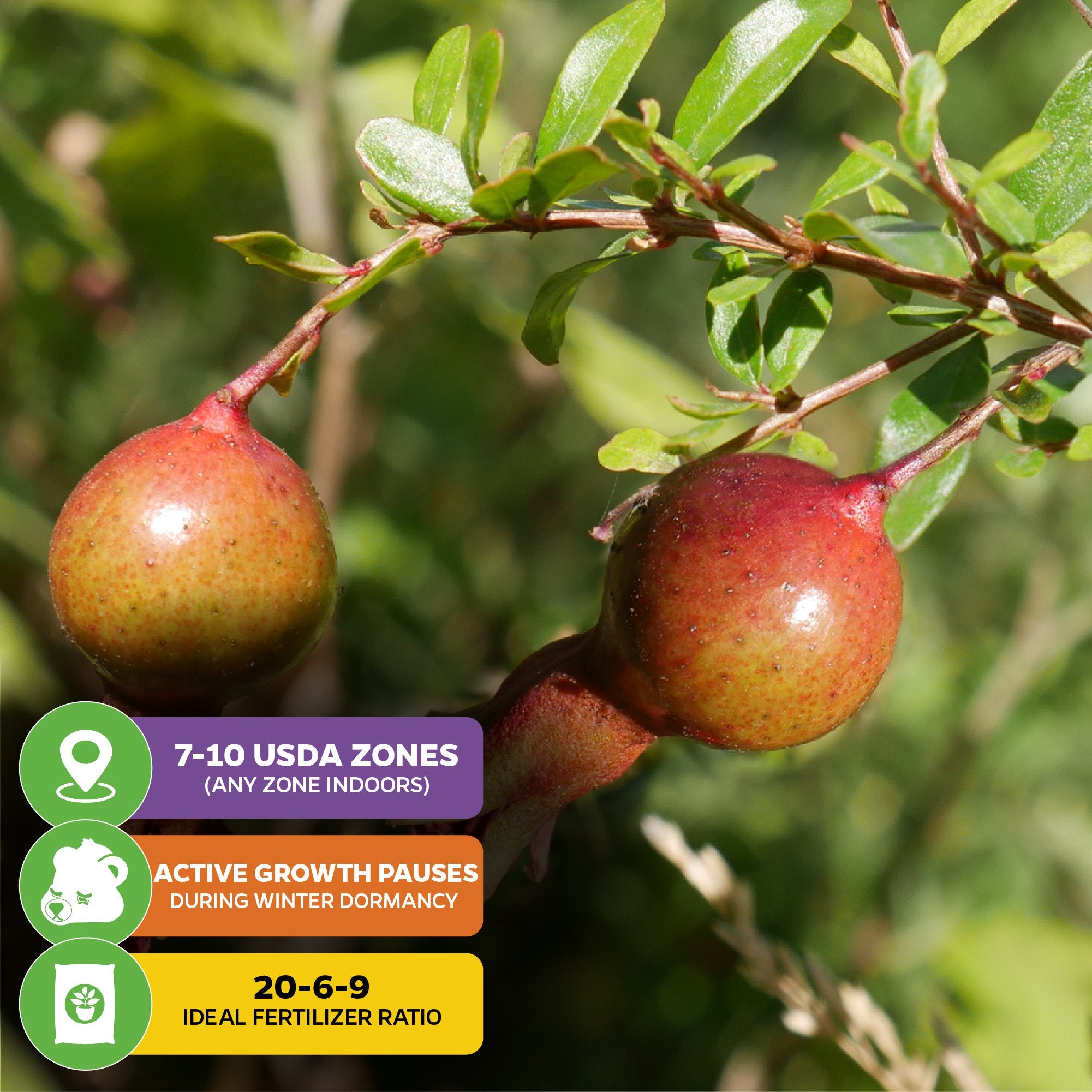 Close-up of two ripening Wellspring Gardens Dwarf Pomegranate (Punica granatum) fruits with green leaves. Info boxes: USDA zones 7-10, winter dormancy, ideal fertilizer 20-6-9. Perfect as a houseplant or for tropical gardens.