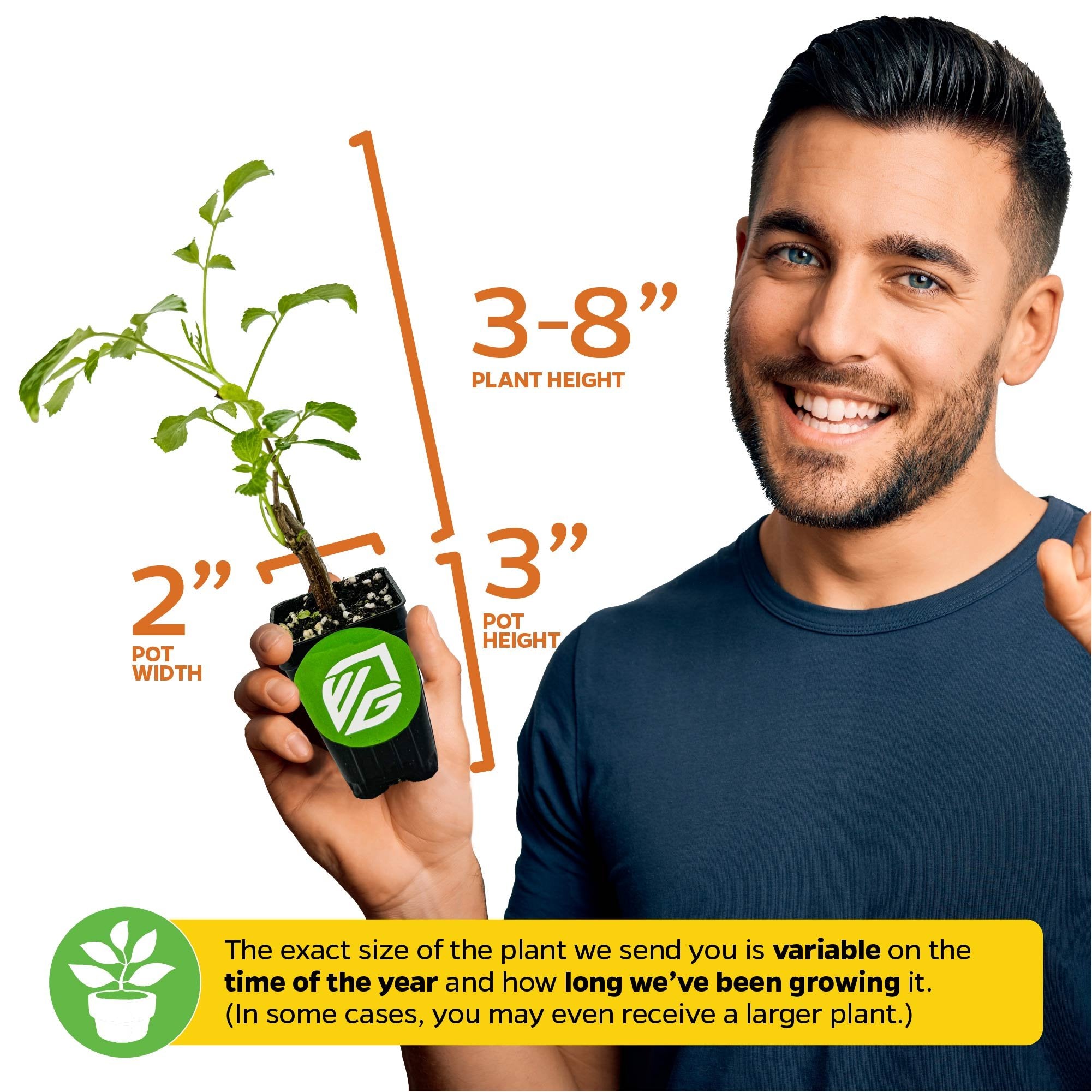 A smiling man holds a Wellspring Gardens Florida Select Native Elderberry (Sambucus canadensis), sized 3–8" tall, 2" wide in a 3" pot. Note: growth may vary by season and time at nursery.