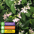 A close-up shows aromatic pink blooms and green leaves of Pink Showers Star Jasmine (Trachelospermum jasminoides) by Wellspring Gardens, with info boxes: USDA Zones 8–11, winter dormancy, and ideal fertilizer ratio 10-30-20.