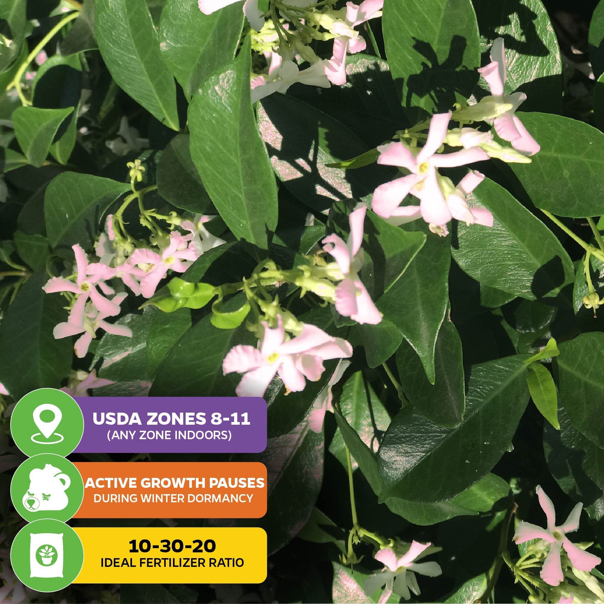 A close-up shows aromatic pink blooms and green leaves of Pink Showers Star Jasmine (Trachelospermum jasminoides) by Wellspring Gardens, with info boxes: USDA Zones 8–11, winter dormancy, and ideal fertilizer ratio 10-30-20.