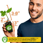 A smiling man holds a Wellspring Gardens Ischia Fig Tree (Ficus carica), 3–8 inches tall, 2 inches wide, in a 3-inch pot. This self-pollinating fig's size may vary by season and growth period.