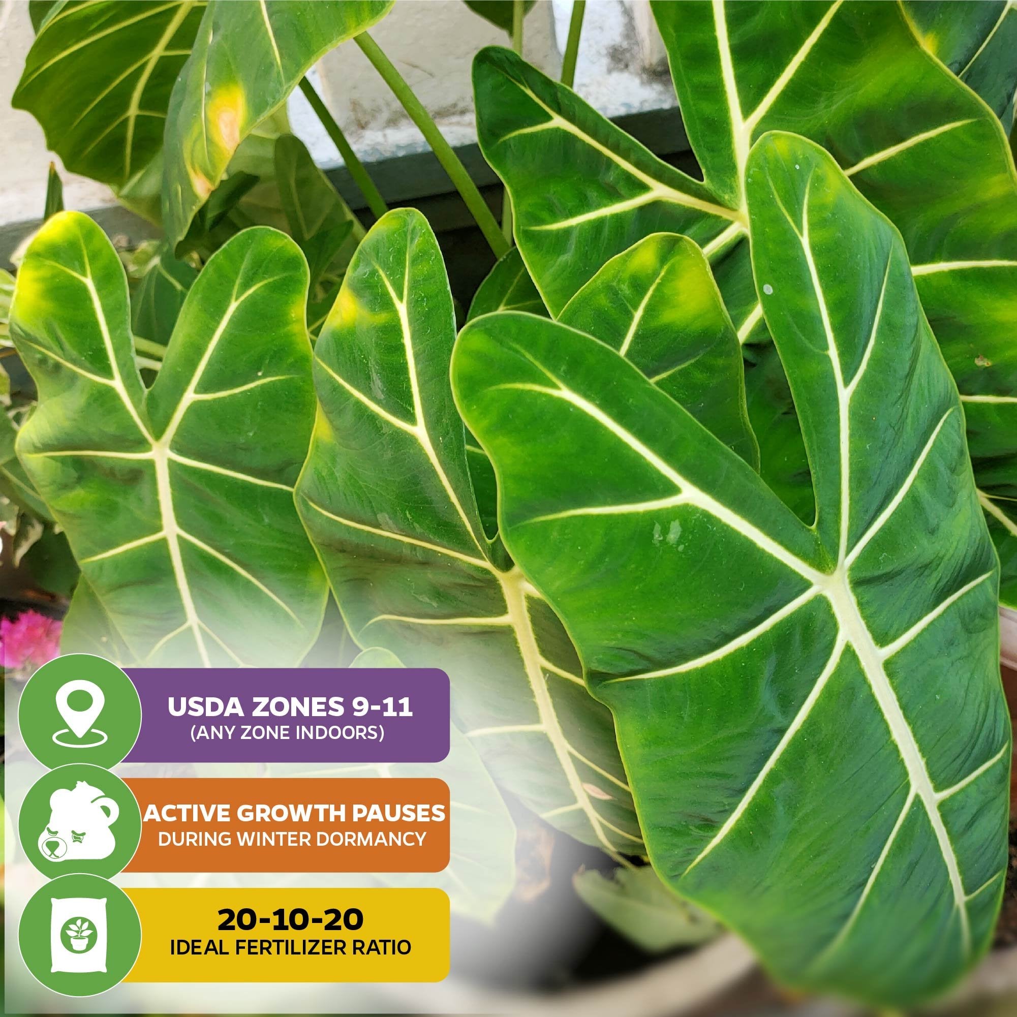 Frydek Elephant Ear - Alocasia – Wellspring Gardens