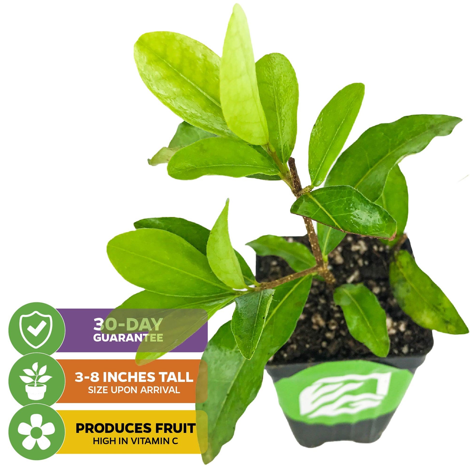 Barbados Cherry (Acerola/Wild Crapemyrtle) - Malpighia emarginata