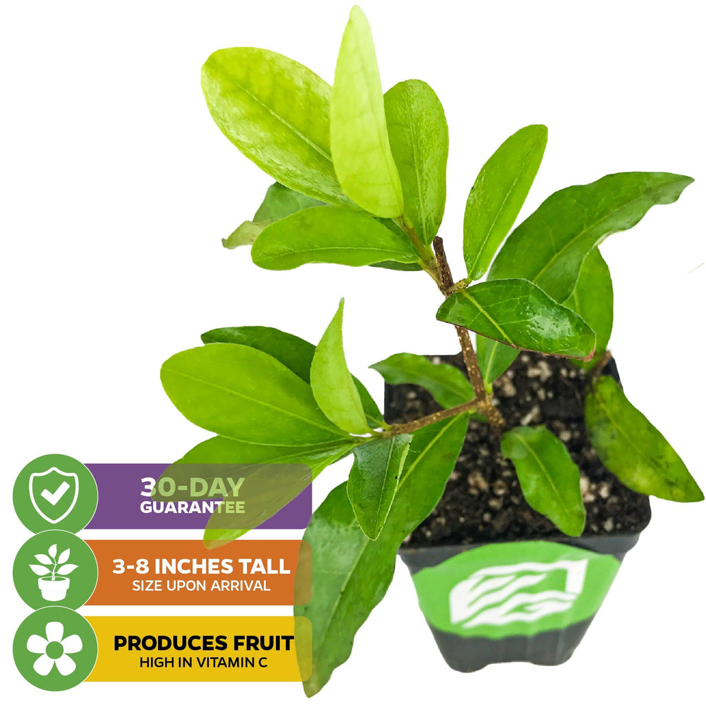 Barbados Cherry (Acerola/Wild Crapemyrtle) - Malpighia emarginata