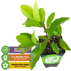 Barbados Cherry (Acerola/Wild Crapemyrtle) - Malpighia emarginata