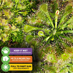 Close-up of Wellspring Gardens Spoonleaf Sundew Carnivorous (Drosera spathulata) with sticky, glistening leaves. Overlay: Keep it wet (use a saucer), Up to 8" tall, and Full to part sun. Easy-to-grow carnivorous plant.