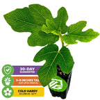A Wellspring Gardens Chicago Hardy Fig Tree (Ficus carica) arrives 3–8" tall in a black pot with bright green leaves. Self-pollinating, cold hardy to -10°F, and backed by a 30-day guarantee. Three colorful icons shown bottom left.