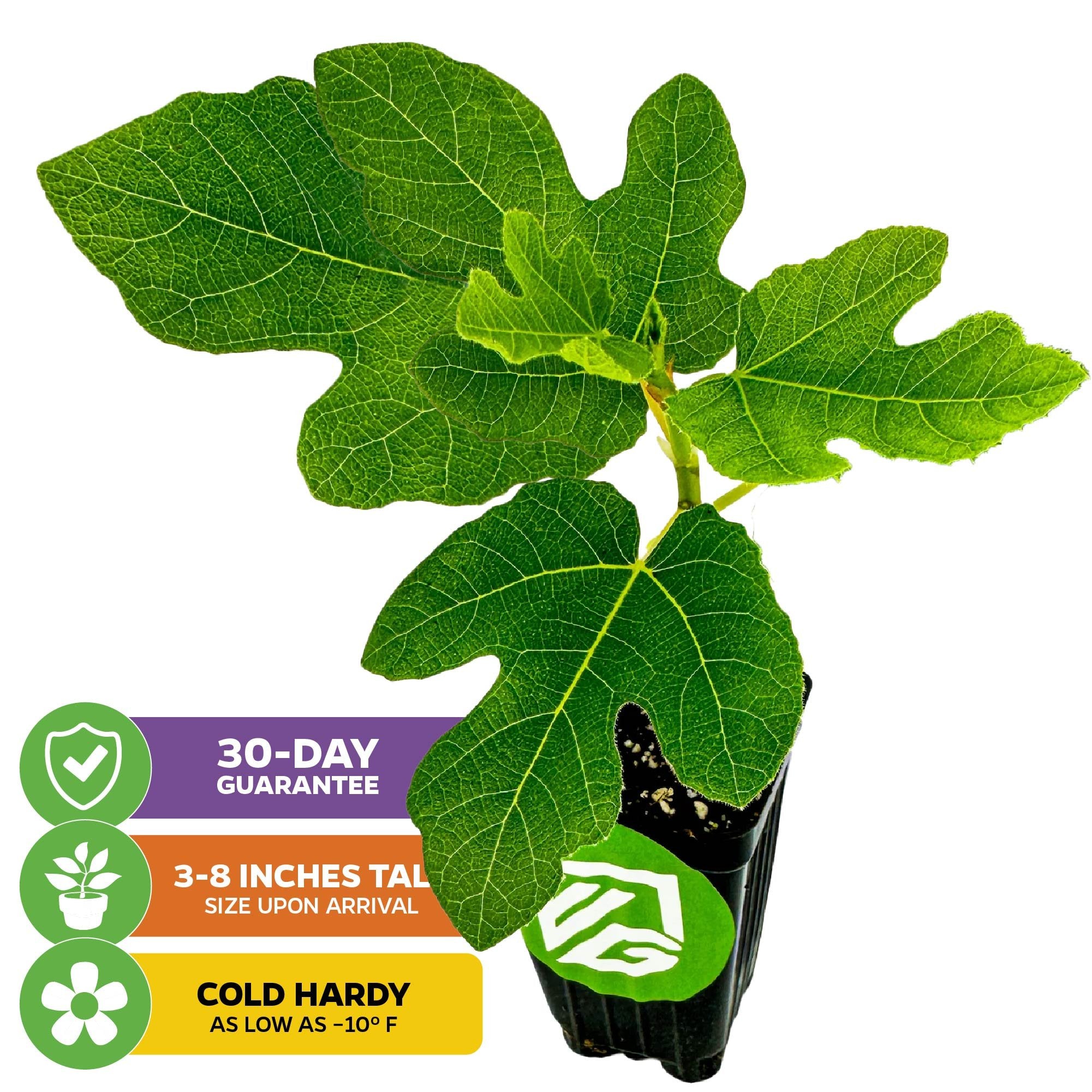 A Wellspring Gardens Chicago Hardy Fig Tree (Ficus carica) arrives 3–8" tall in a black pot with bright green leaves. Self-pollinating, cold hardy to -10°F, and backed by a 30-day guarantee. Three colorful icons shown bottom left.