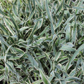 Variegated foliage of Yucca Variegata (Yucca guatemalensis) from Wellspring Gardens features long, narrow green leaves edged in white, adding striking texture to any garden. The text Wellspring Gardens appears in the lower left corner.