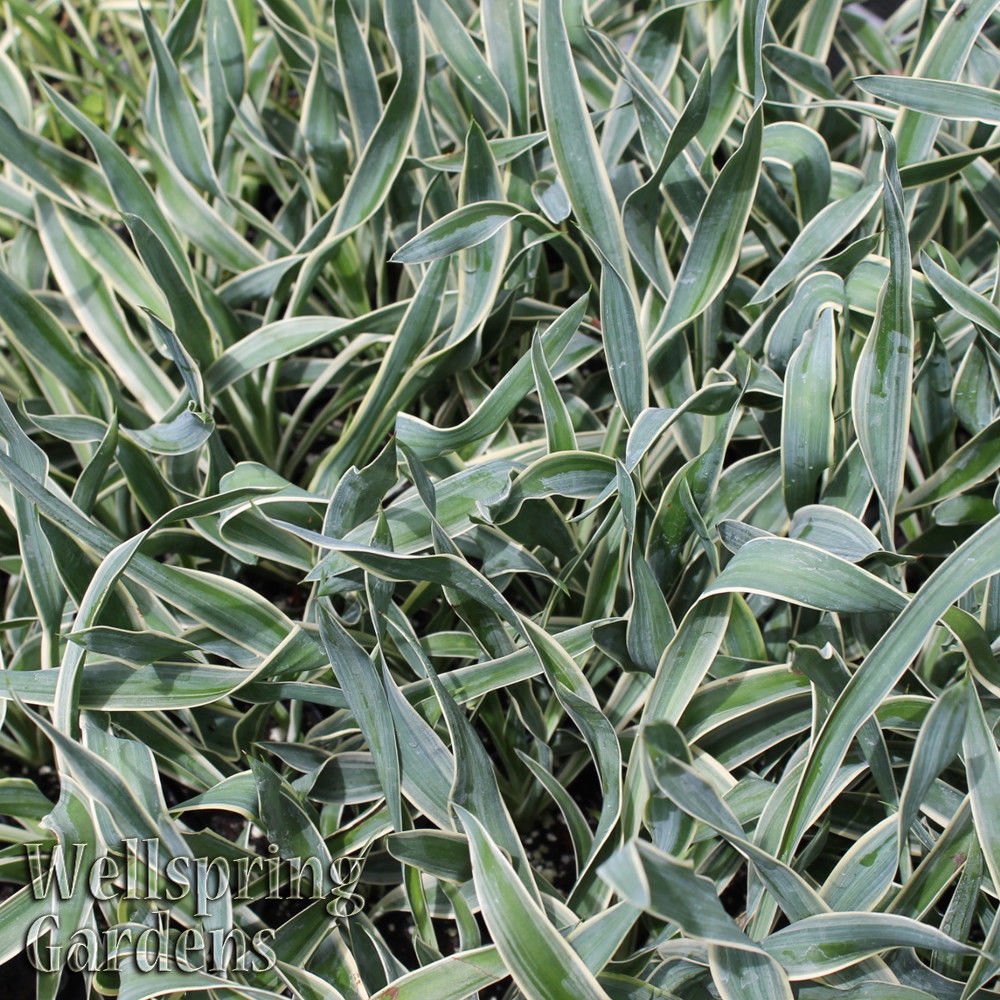 Variegated foliage of Yucca Variegata (Yucca guatemalensis) from Wellspring Gardens features long, narrow green leaves edged in white, adding striking texture to any garden. The text Wellspring Gardens appears in the lower left corner.