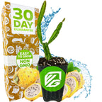 A Wellspring Gardens Yellow Dragon Fruit (Selenicereus megalanthus) potted plant sits before its box labeled “30 Day Guarantee” and “Easy to Grow Non GMO,” with fruit slices and water splashes accenting the vibrant display.
