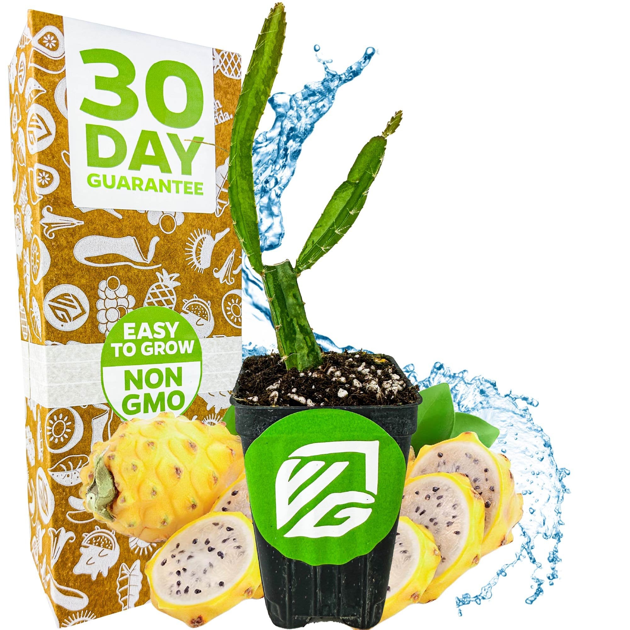 A Wellspring Gardens Yellow Dragon Fruit (Selenicereus megalanthus) potted plant sits before its box labeled “30 Day Guarantee” and “Easy to Grow Non GMO,” with fruit slices and water splashes accenting the vibrant display.