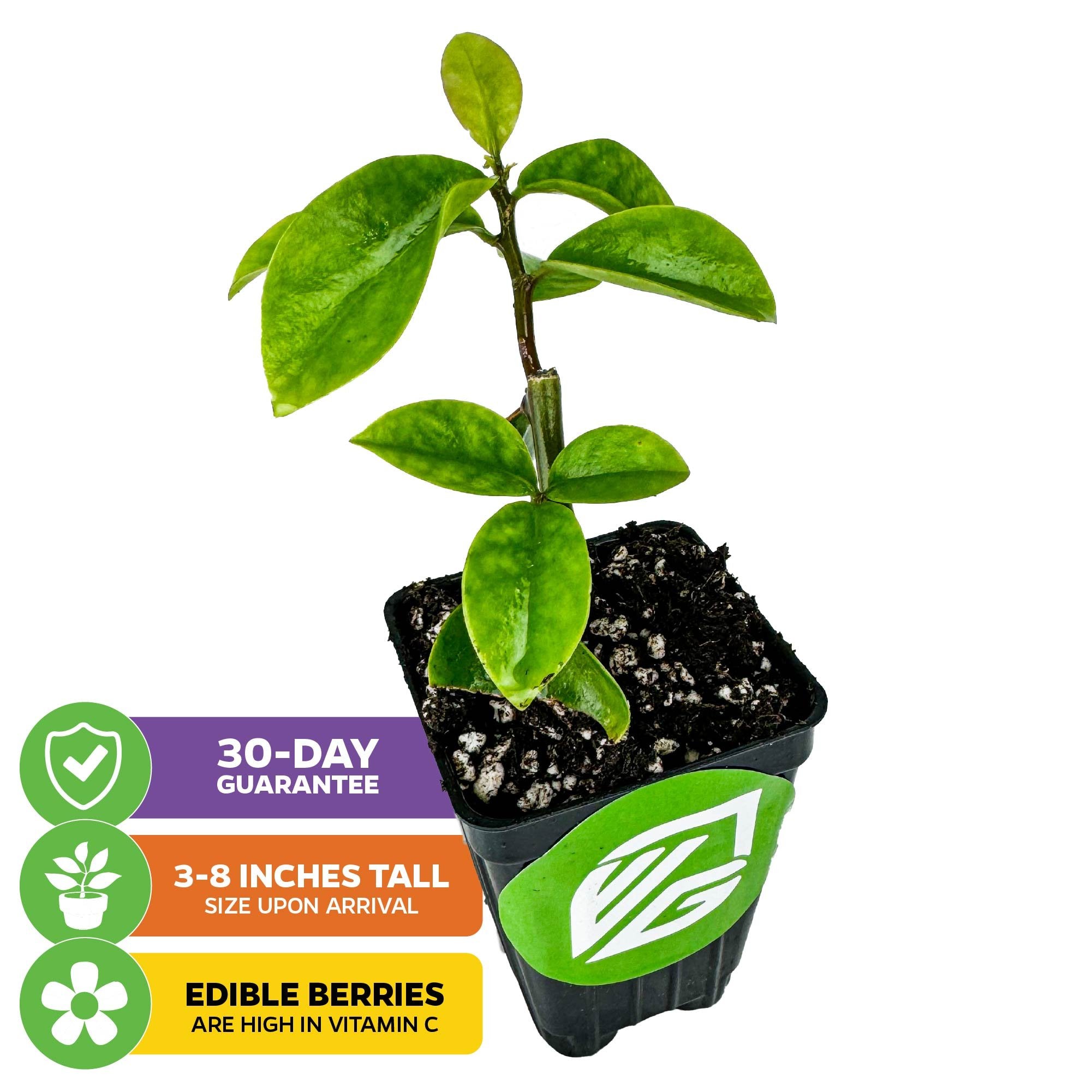 A Wellspring Gardens Barbados Gooseberry (Pereskia aculeata) in a black nursery pot. Arrives 3–8" tall, features variegated leaves, and produces edible fruit rich in vitamin C. Includes a 30-day guarantee.