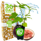 A Wellspring Gardens Celeste Fig (Honey/Sugar Fig) – Ficus carica plant in front of a sliced fig and water splash, with a brown “30 Day Guarantee, Easy to Grow, Non GMO” box featuring white produce illustrations. Self-pollinating.