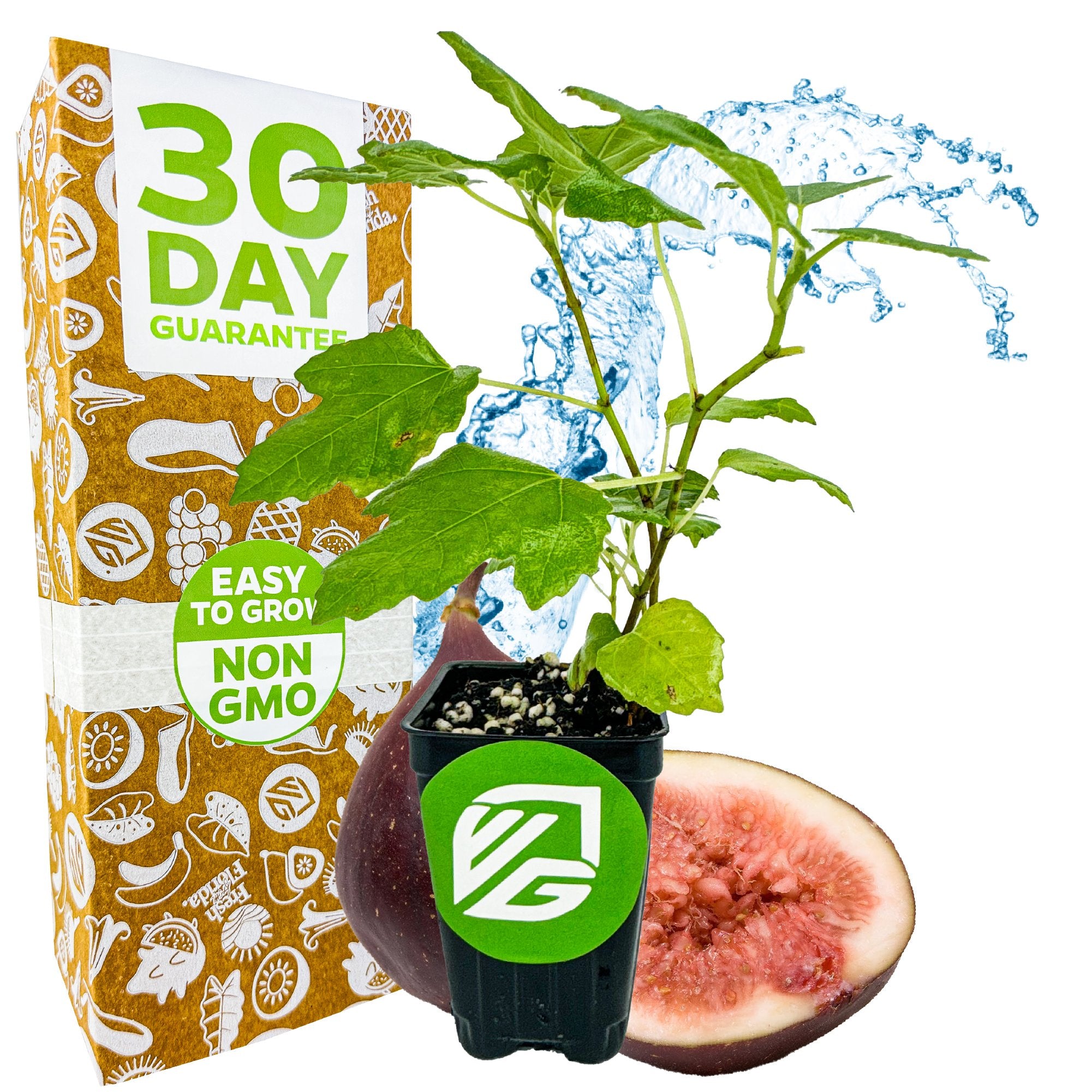 A Wellspring Gardens Celeste Fig (Honey/Sugar Fig) – Ficus carica plant in front of a sliced fig and water splash, with a brown “30 Day Guarantee, Easy to Grow, Non GMO” box featuring white produce illustrations. Self-pollinating.