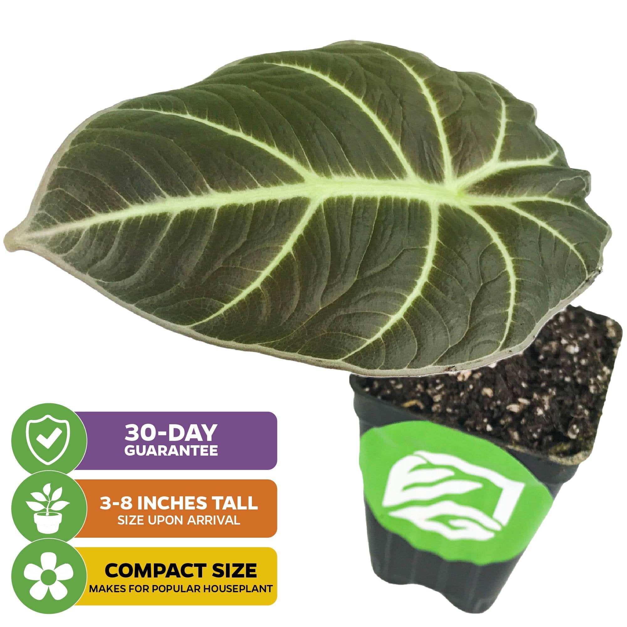 A compact Black Velvet Elephant Ear (Alocasia reginula) from Wellspring Gardens arrives 3-8 inches tall with one dark green, light-veined leaf. Includes a 30-day guarantee; perfect as a small houseplant.