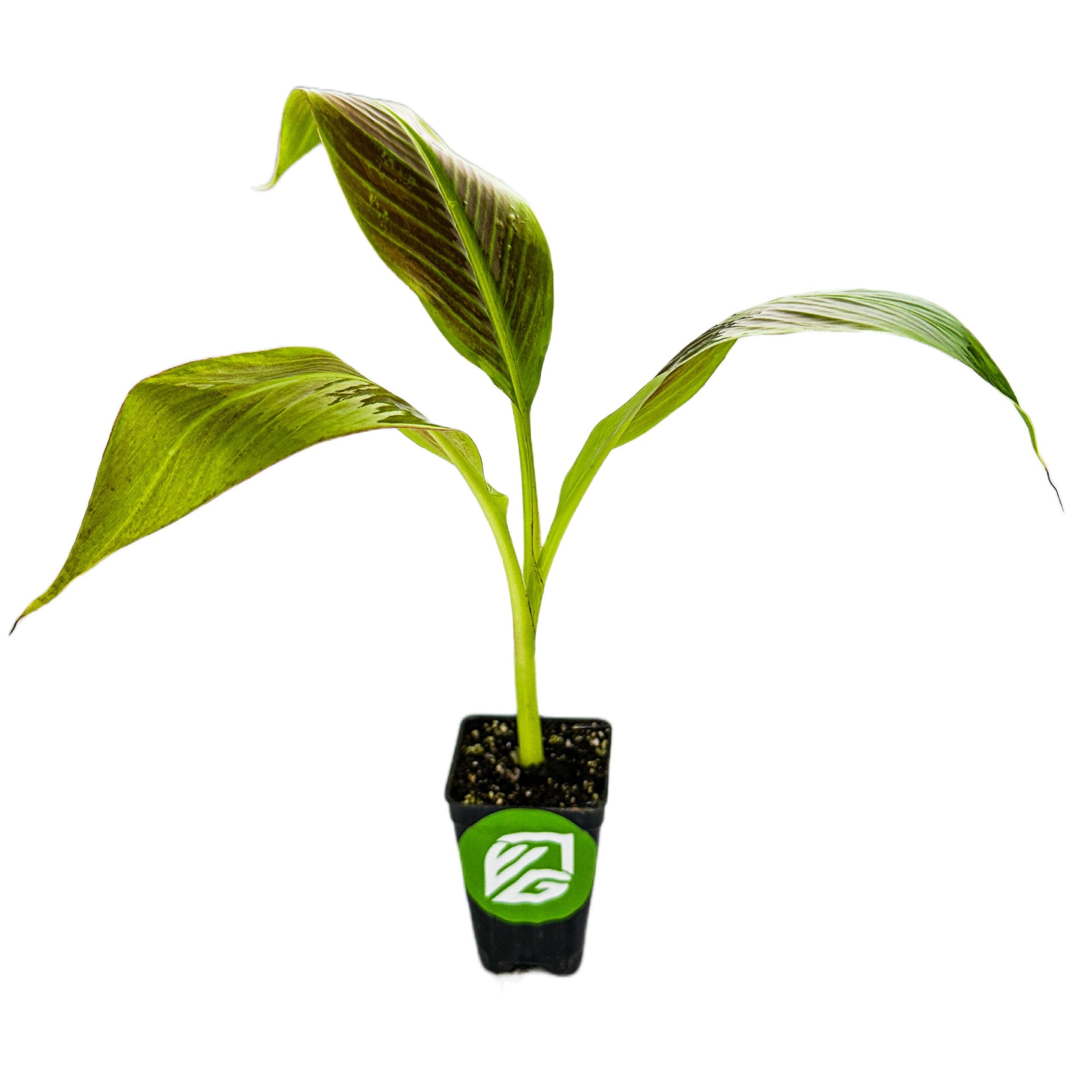 A young Siam Ruby Red Banana (Musa) plant from Wellspring Gardens, with three large leaves, grows in a small black plastic pot marked with a green and white logo, isolated on a white background.