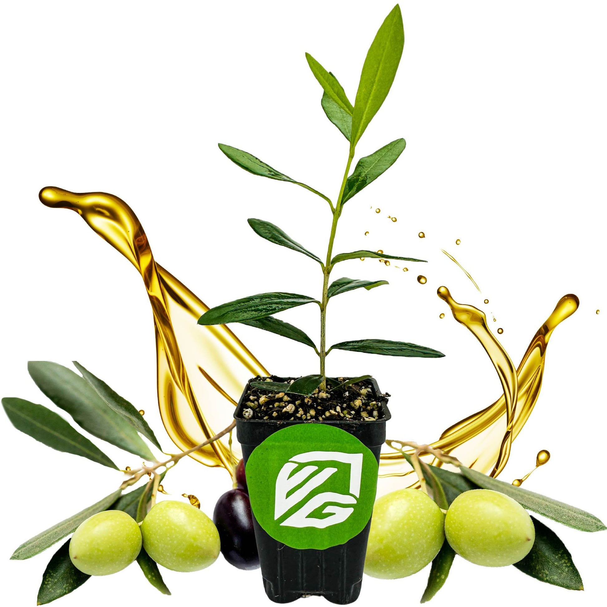 Leccino Olive Tree - Olea europaea