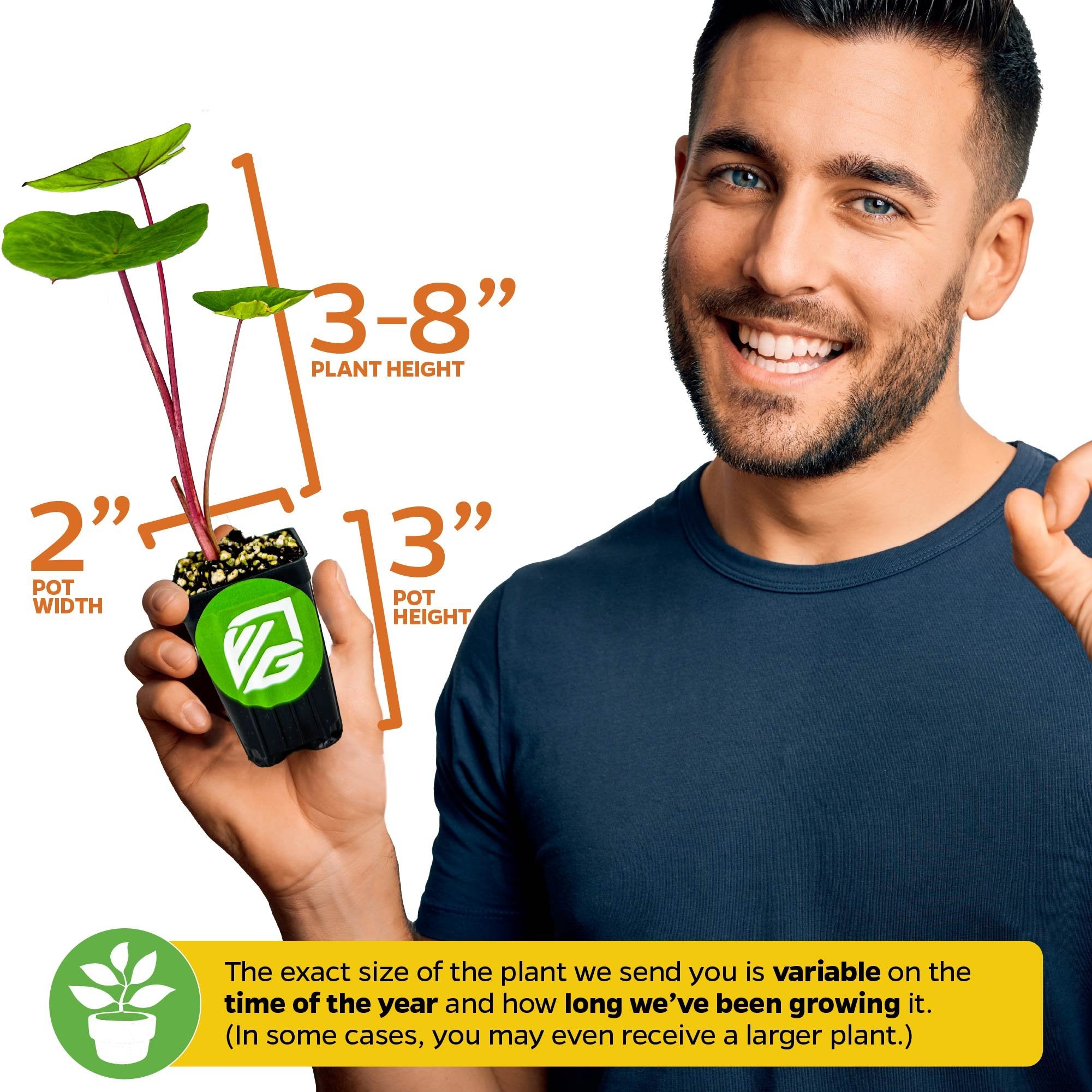 A man smiles while holding a Wellspring Gardens Hawaiian Punch Elephant Ear - Colocasia, featuring green leaves and red stems in a black pot. The image shows plant height, pot width and height, and notes possible size variation.