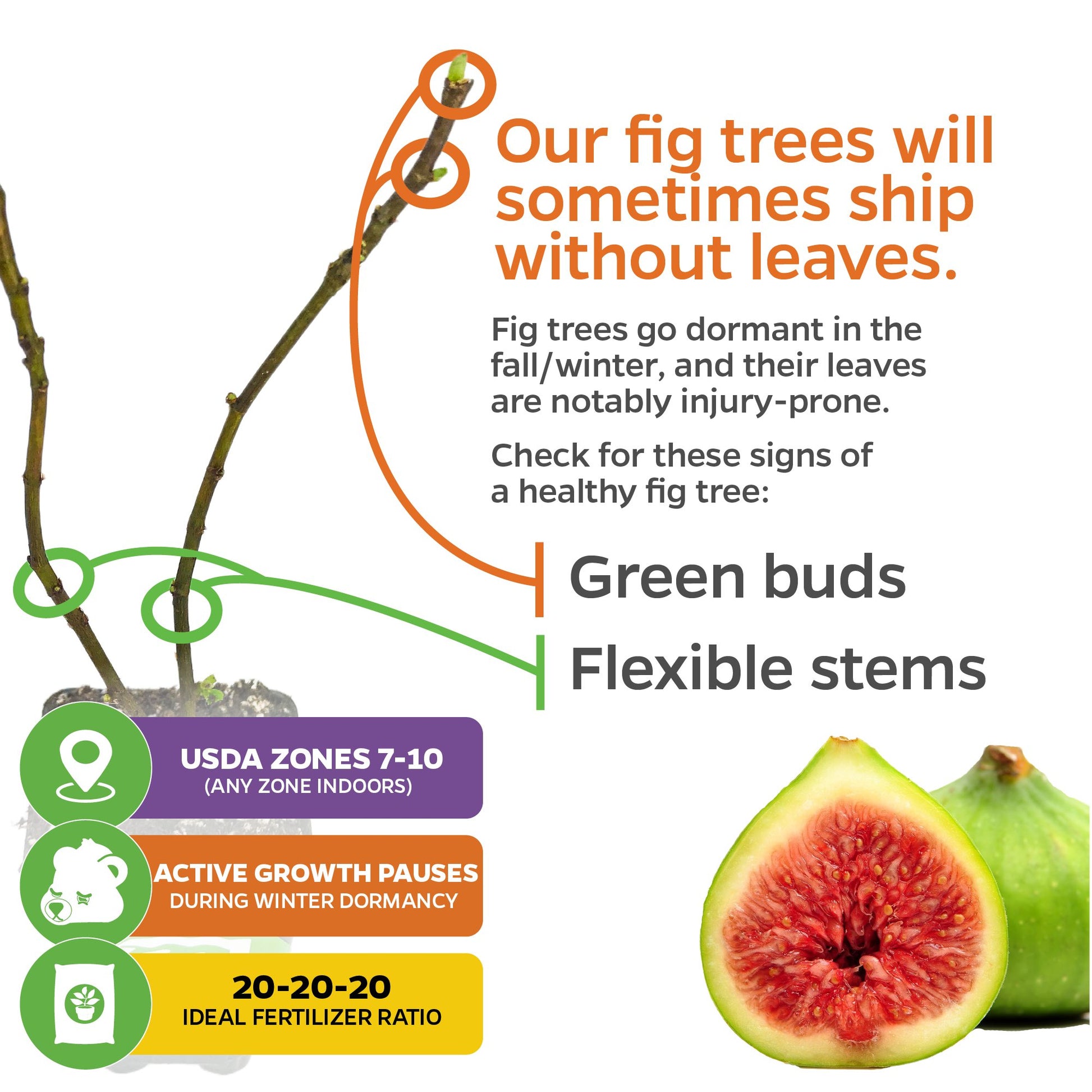 Kadota Fig - Ficus carica