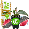 A Wellspring Gardens Pink Princess Philodendron (Philodendron erubescens) with green and pink variegated leaves sits in front of a box labeled 30 Day Guarantee, with Easy to Grow and Non GMO stickers. The pot displays a green VG logo.