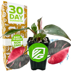 Pink Princess Philodendron - Philodendron erubescens