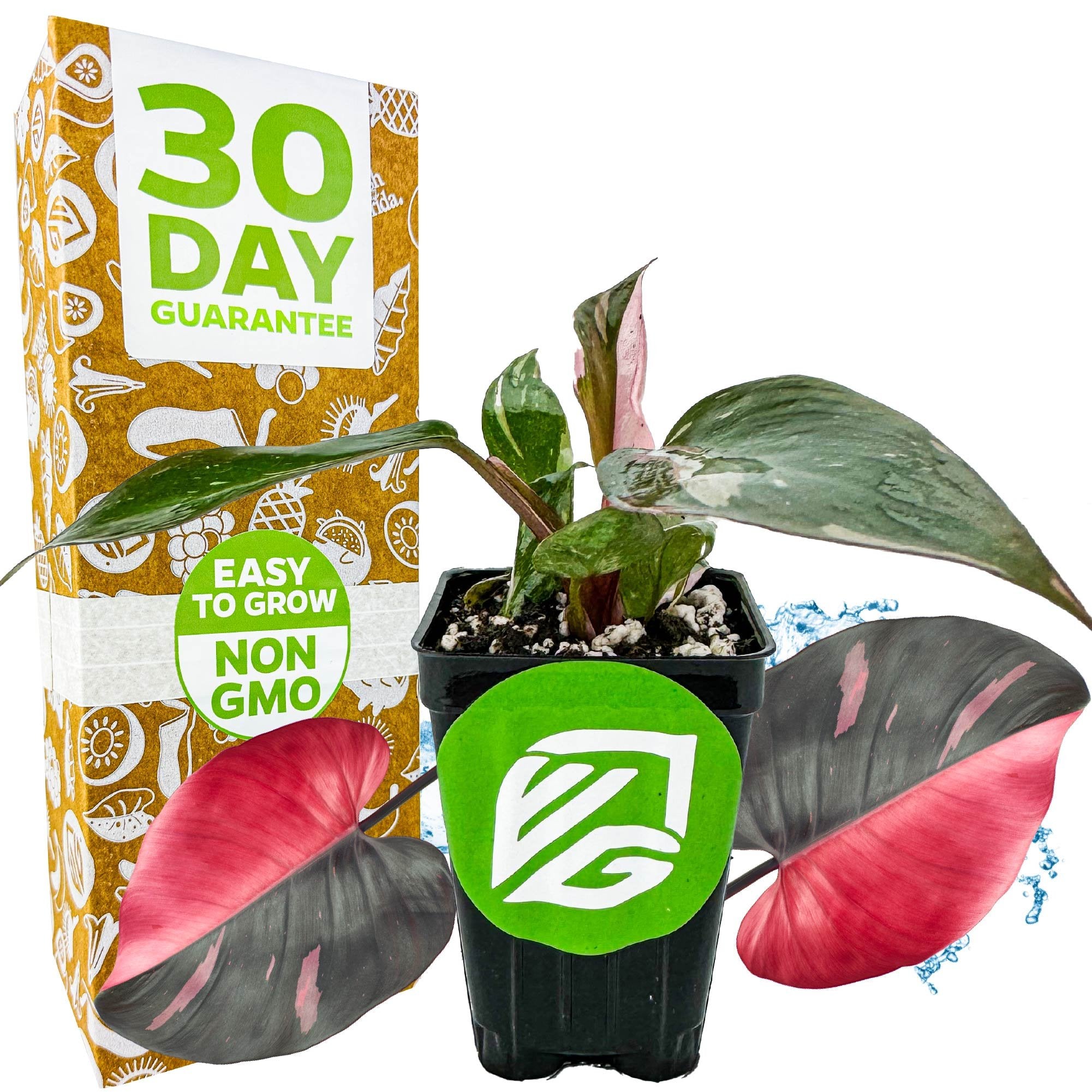 Pink Princess Philodendron - Philodendron erubescens