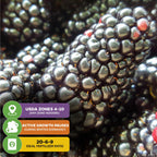 Close-up of Natchez Blackberry - Rubus natchez by Wellspring Gardens with three text boxes: “USDA Zones 4-10 (any zone indoors),” “Growth pauses in winter dormancy,” and “Use 20-6-9 fertilizer,” each with matching icons.