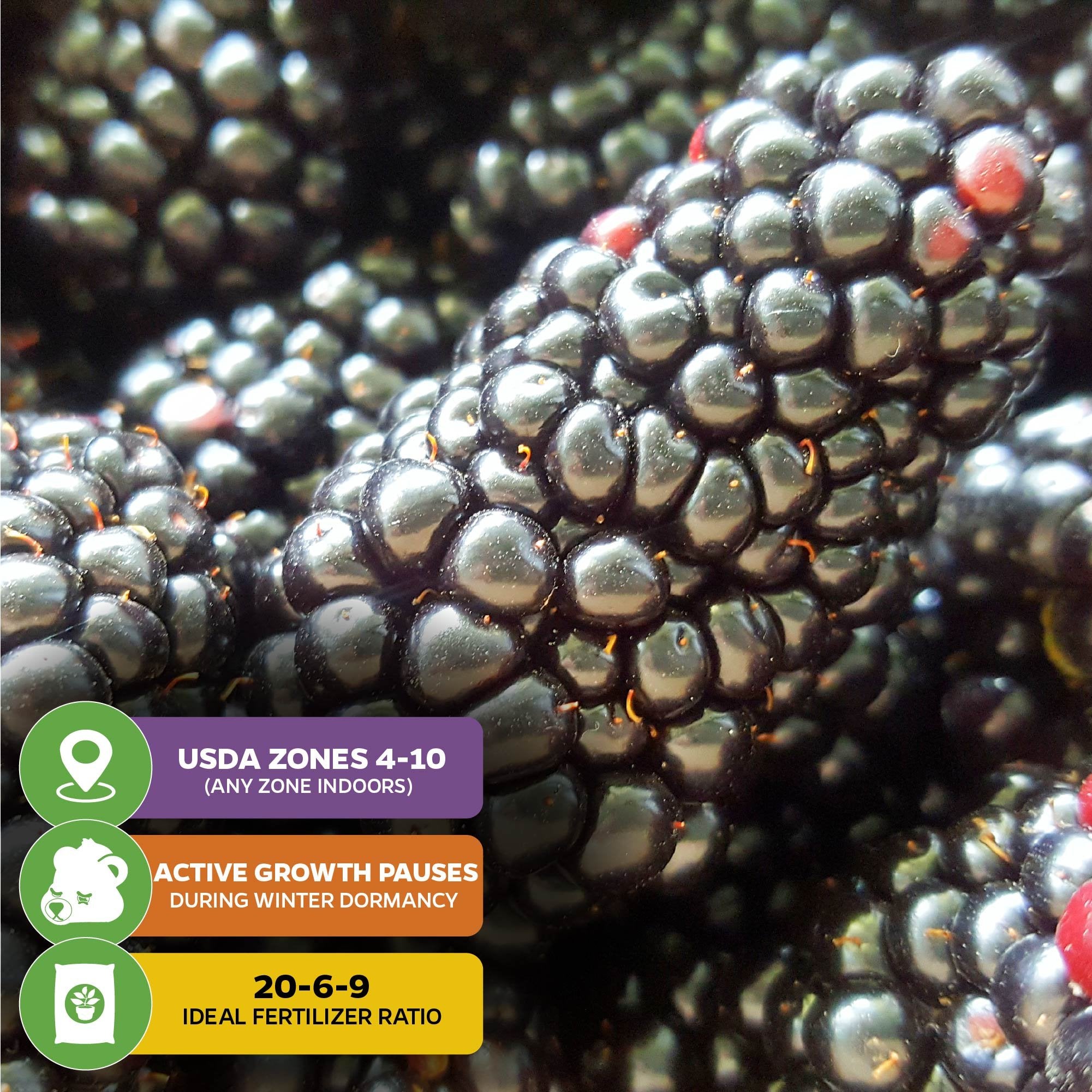 Close-up of Natchez Blackberry - Rubus natchez by Wellspring Gardens with three text boxes: “USDA Zones 4-10 (any zone indoors),” “Growth pauses in winter dormancy,” and “Use 20-6-9 fertilizer,” each with matching icons.