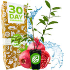 A Wellspring Gardens Afganski Russian Pomegranate (Punica granatum) plant in a small black pot is shown with whole and cut pomegranates, water splashes, and a box displaying “30 Day Guarantee” and “Non-GMO” labels.