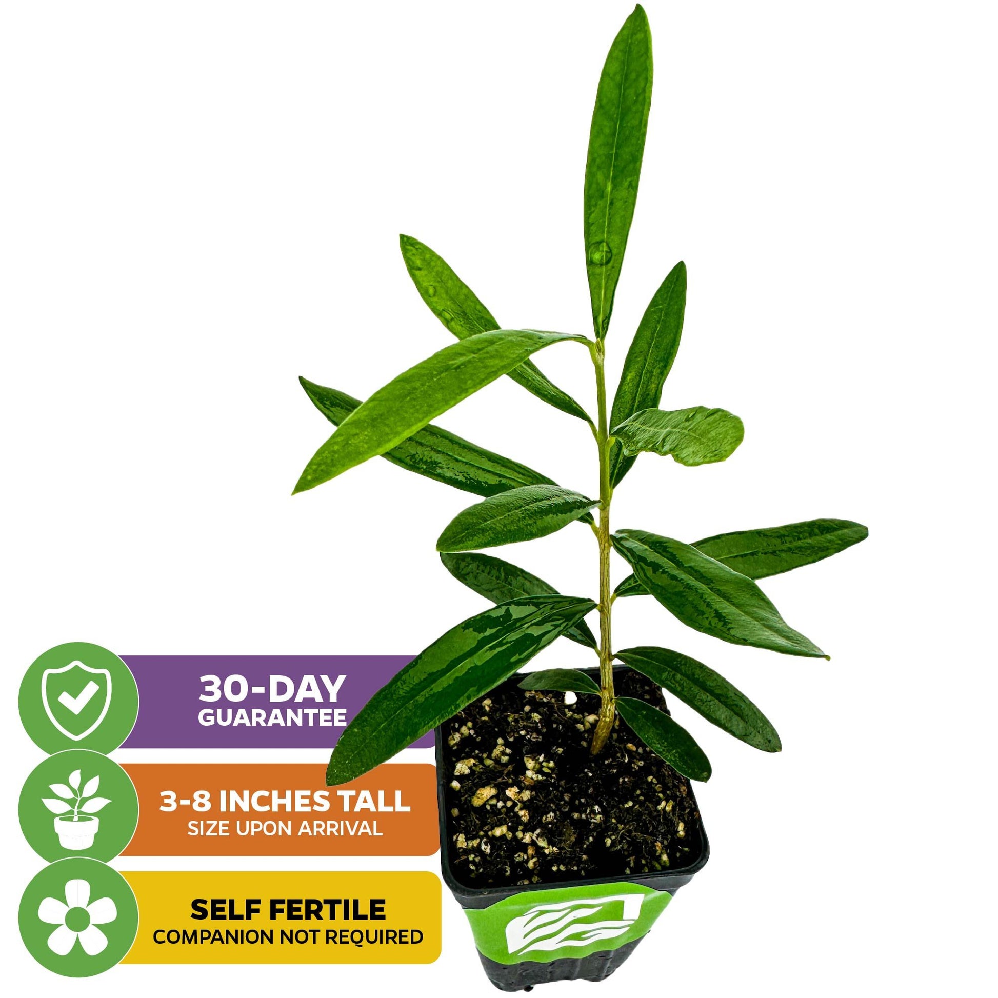 Coratina Olive Tree - Olea europaea