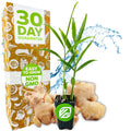 A Wellspring Gardens Ginger (Common Cooking Variety) - Zingiber officinale plant in a small black pot is shown with ginger roots and a 30 Day Guarantee box, labeled Easy to Grow Non GMO, with a blue water splash background.