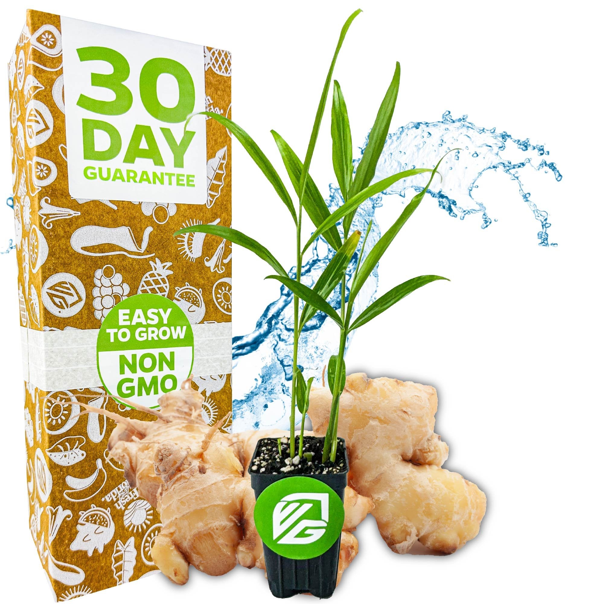 A Wellspring Gardens Ginger (Common Cooking Variety) - Zingiber officinale plant in a small black pot is shown with ginger roots and a 30 Day Guarantee box, labeled Easy to Grow Non GMO, with a blue water splash background.