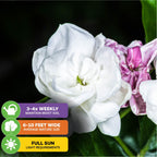 Close-up of Maid of Orleans Jasmine (Arabian Tea) - Jasminum sambac by Wellspring Gardens, a fragrant evergreen with white and purple blooms. Grows 6-10 ft wide, needs full sun, water 3-4x weekly. Dark green leaves shown in background.