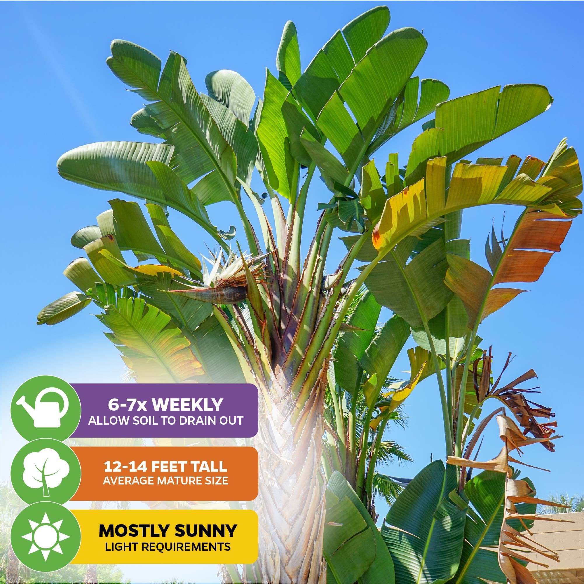 Basjoo Banana (Ornamental) - Musa by Wellspring Gardens shown outdoors under blue sky, with care tips: water 6–7x weekly, grows 12–14 ft tall, needs mostly sunny conditions.