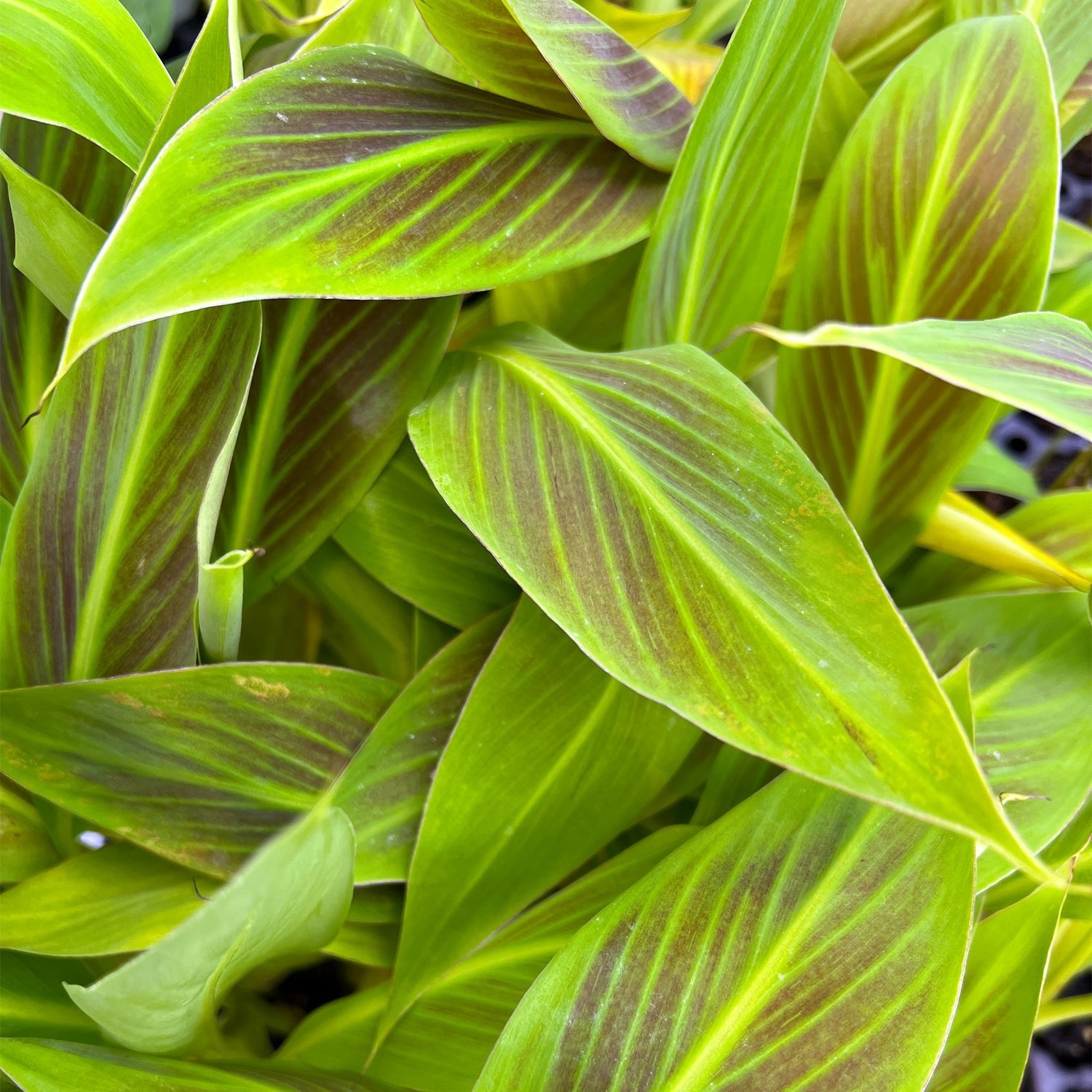 The Siam Ruby Red Banana by Wellspring Gardens features lush, overlapping green leaves with striking dark maroon veins and edges, creating a vibrant, tropical look with healthy light and deep green foliage.