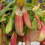 Several Sanguinea Carnivorous Pitcher Plants (Nepenthes) by Wellspring Gardens hang among green leaves, showcasing elongated, pinkish-red pitchers with wide, open mouths and distinctive shape.
