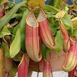 Several Sanguinea Carnivorous Pitcher Plants (Nepenthes) by Wellspring Gardens hang among green leaves, showcasing elongated, pinkish-red pitchers with wide, open mouths and distinctive shape.