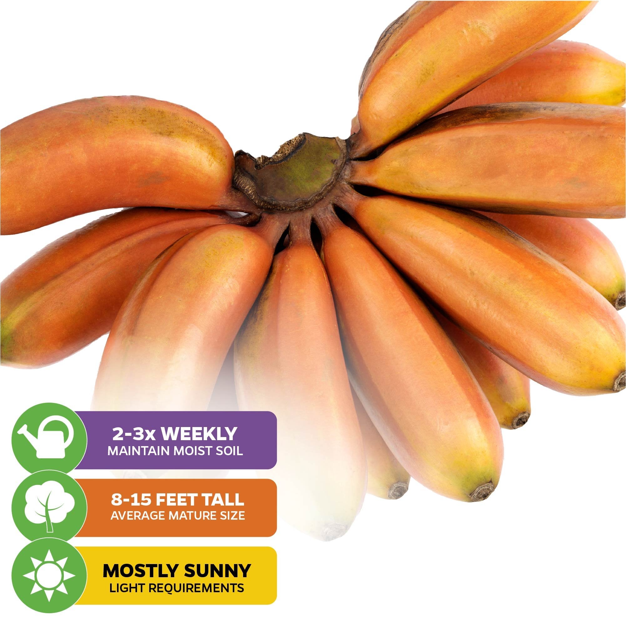 Cuban Red Dacca Banana (Premium Size) - Musa acuminata