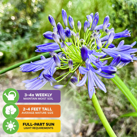 Agapanthus Lily of the Nile - Agapanthus africanus