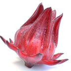 A close-up of a single Florida Cranberry - Hibiscus sabdariffa calyx by Wellspring Gardens, featuring pointed, fleshy sepals, isolated on a white background.