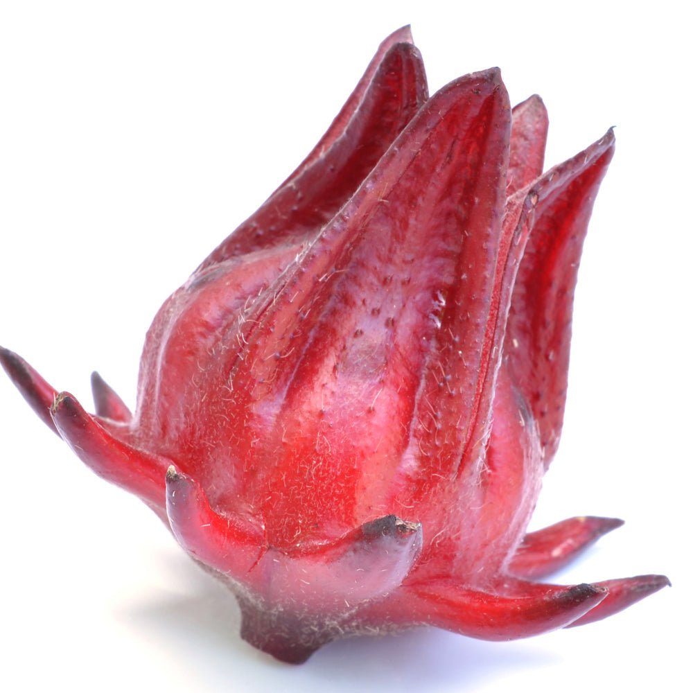 A close-up of a single Florida Cranberry - Hibiscus sabdariffa calyx by Wellspring Gardens, featuring pointed, fleshy sepals, isolated on a white background.