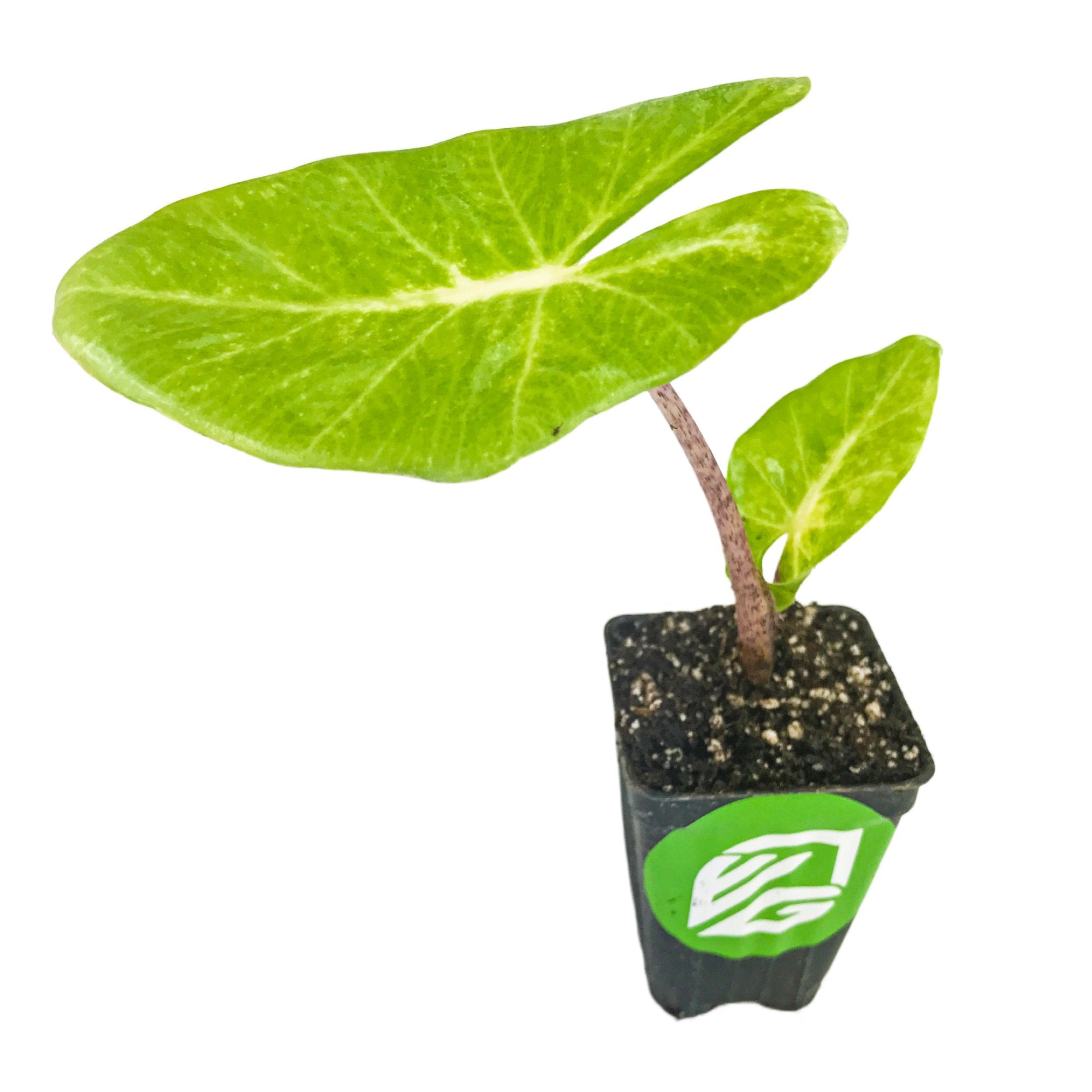 The Wellspring Gardens New Guinea Gold Elephant Ear (Alocasia) is a small potted shade plant with two large green leaves, a brown stem, in soil inside a black container; matures to 6–8 ft, suitable for zones 9–11.