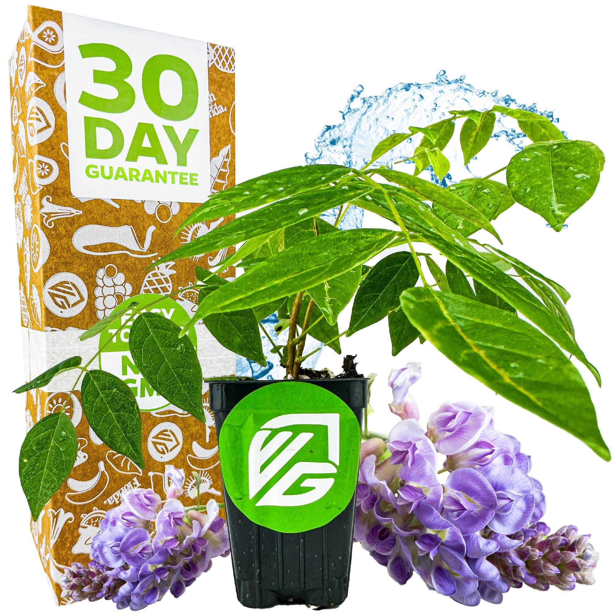 A potted Wisteria (Amethyst Falls) by Wellspring Gardens sits before a 30 Day Guarantee box. Purple blooms, water splashes, and a pot with a green VG logo are visible.