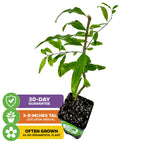 Wellspring Gardens’ Dwarf Pomegranate (Punica granatum): a compact potted plant with green leaves, 3–8" tall on arrival. Ideal as an ornamental houseplant. Includes a 30-day guarantee.