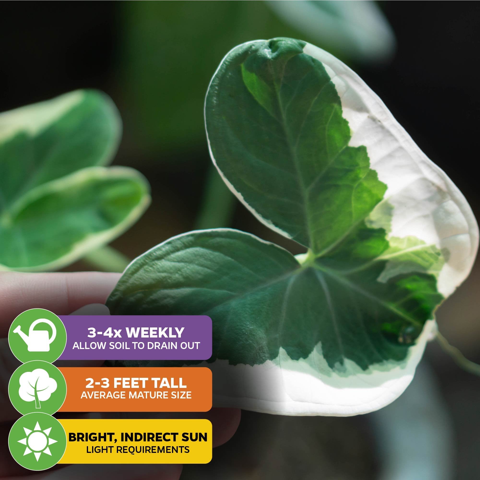 A hand gently holds the Alocasia Mickey Mouse Elephant Ear (Alocasia xanthosoma Variegata) from Wellspring Gardens—a striking houseplant with variegated leaves. Grows 2–3 ft, needs bright indirect light, and watering 3-4x weekly.