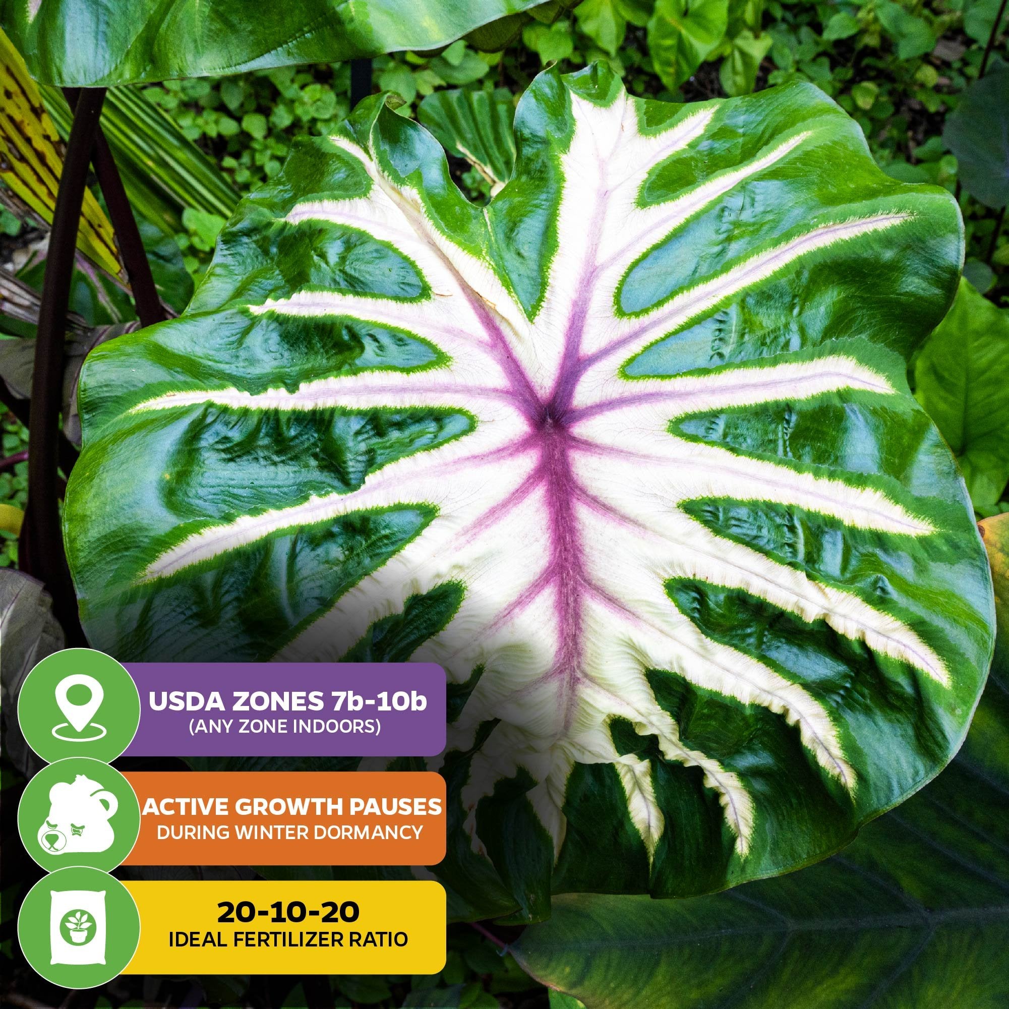 elephant ear plant with white veins Waikiki Elephant Ear