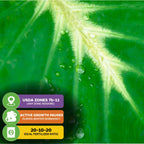 Close-up of a Nancyana Elephant Ear (Nancy's Revenge) leaf by Wellspring Gardens, featuring cream variegation, veins, and water droplets. Overlays: USDA zones 7b-11, winter dormancy, 20-10-20 fertilizer; icons highlight each care tip.